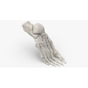3D model Real Human Foot Bones Anatomy Bent Pose 01 White